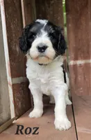 Roz , a female Goldendoodle for sale in Kewaunee, WI – 5 of 9