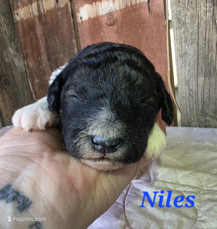 Niles – Goldendoodle puppy for sale in Kewaunee, WI