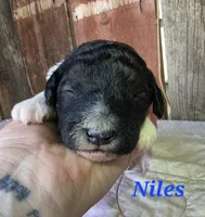 Niles, a male Goldendoodle for sale in Kewaunee, WI – 1 of 10