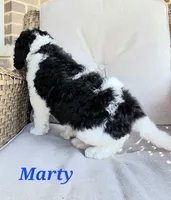 Marty, a male Goldendoodle for sale in Kewaunee, WI – 6 of 10