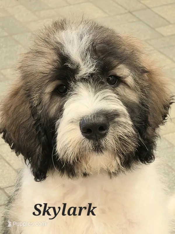 Skylark  – Saint Berdoodle puppy for sale in Kewaunee, WI