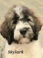 Skylark , a female Saint Berdoodle for sale in Kewaunee, WI – 5 of 9