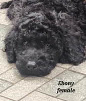 Ebony, a female Goldendoodle for sale in Kewaunee, WI – Photo 1 of 6