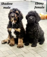 Ebony, a female Goldendoodle for sale in Kewaunee, WI – Photo 4 of 6