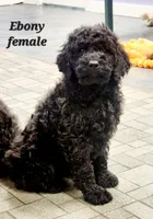 Ebony, a female Goldendoodle for sale in Kewaunee, WI – Photo 2 of 6