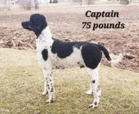 Ebony, a female Goldendoodle for sale in Kewaunee, WI – Photo 6 of 6