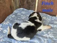 Finch, a male Saint Berdoodle for sale in Kewaunee, WI – 3 of 5