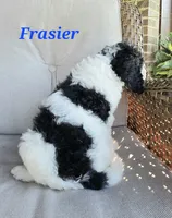 Frasier , a male Goldendoodle for sale in Kewaunee, WI – 5 of 9