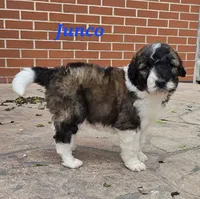 Junco, a male Saint Berdoodle for sale in Kewaunee, WI – 4 of 10