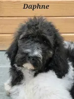 Daphne , a female Goldendoodle for sale in Kewaunee, WI – 5 of 10