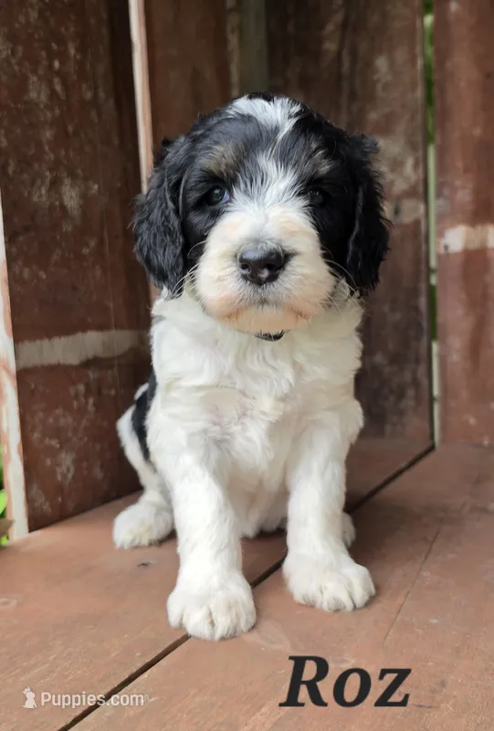 Roz  – Goldendoodle puppy for sale in Kewaunee, WI