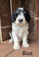 Roz , a female Goldendoodle for sale in Kewaunee, WI – 1 of 9