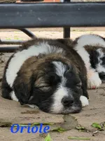Oriole , a male Saint Berdoodle for sale in Kewaunee, WI – 3 of 8