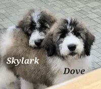 Skylark , a female Saint Berdoodle for sale in Kewaunee, WI – 7 of 9