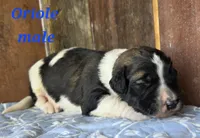 Oriole , a male Saint Berdoodle for sale in Kewaunee, WI – 2 of 6