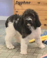 Daphne , a female Goldendoodle for sale in Kewaunee, WI – 3 of 10