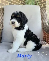 Marty, a male Goldendoodle for sale in Kewaunee, WI – 3 of 10