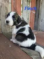 Finch, a male Saint Berdoodle for sale in Kewaunee, WI – 2 of 8