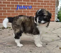 Junco, a male Saint Berdoodle for sale in Kewaunee, WI – 3 of 10