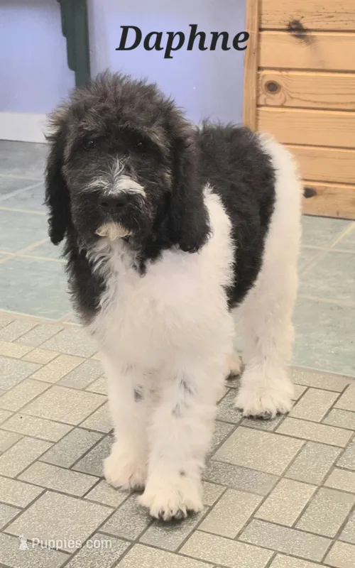 Daphne  – Goldendoodle puppy for sale in Kewaunee, WI