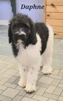 Daphne , a female Goldendoodle for sale in Kewaunee, WI – 1 of 10