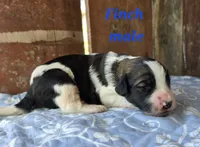 Finch, a male Saint Berdoodle for sale in Kewaunee, WI – 2 of 5