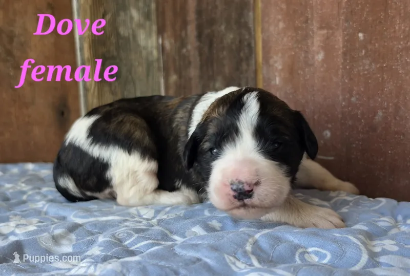 Dove – Saint Berdoodle puppy for sale in Kewaunee, WI