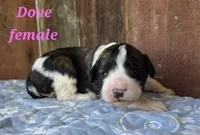 Dove, a female Saint Berdoodle for sale in Kewaunee, WI – 1 of 4