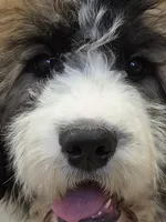 Dove, a female Saint Berdoodle for sale in Kewaunee, WI – 2 of 9