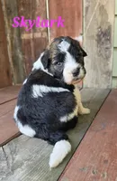 Skylark , a female Saint Berdoodle for sale in Kewaunee, WI – 6 of 10