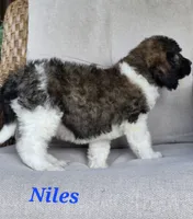 Niles, a male Goldendoodle for sale in Kewaunee, WI – 4 of 9