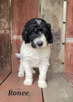 Ronee, a female Goldendoodle for sale in Kewaunee, WI – 2 of 10