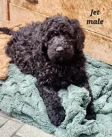 Jet, a male Goldendoodle for sale in Kewaunee, WI – Photo 2 of 5