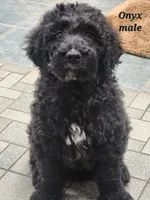 Onyx, a male Goldendoodle for sale in Kewaunee, WI – Photo 4 of 6