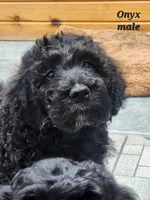 Onyx, a male Goldendoodle for sale in Kewaunee, WI – Photo 3 of 6