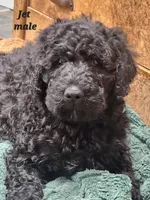 Jet, a male Goldendoodle for sale in Kewaunee, WI – Photo 3 of 5