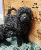 Jet, a male Goldendoodle for sale in Kewaunee, WI – Photo 1 of 5