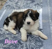 Dove, a female Saint Berdoodle for sale in Kewaunee, WI – 3 of 10