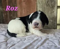 Roz , a female Goldendoodle for sale in Kewaunee, WI – 1 of 8