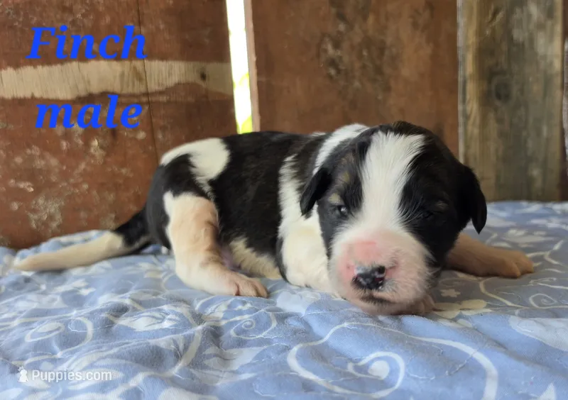 Finch – Saint Berdoodle puppy for sale in Kewaunee, WI