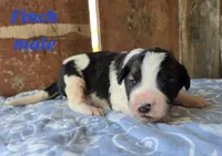Finch, a male Saint Berdoodle for sale in Kewaunee, WI – 1 of 5