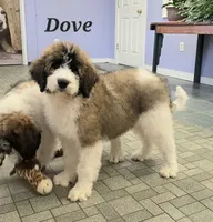 Dove, a female Saint Berdoodle for sale in Kewaunee, WI – 3 of 9