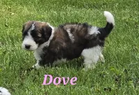 Dove, a female Saint Berdoodle for sale in Kewaunee, WI – 2 of 10