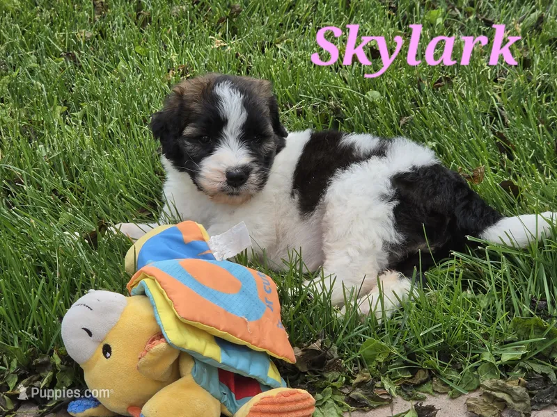 Skylark  – Saint Berdoodle puppy for sale in Kewaunee, WI