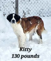Finch, a male Saint Berdoodle for sale in Kewaunee, WI – 4 of 5