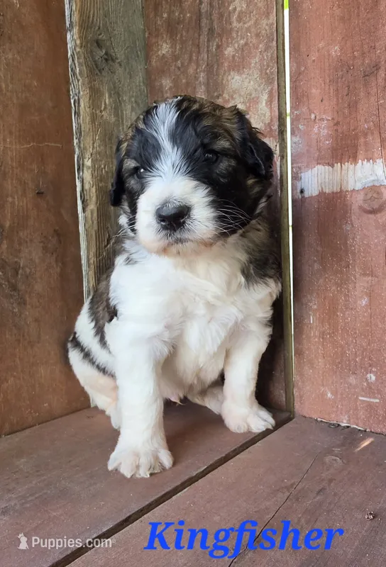 Kingfisher  – Saint Berdoodle puppy for sale in Kewaunee, WI