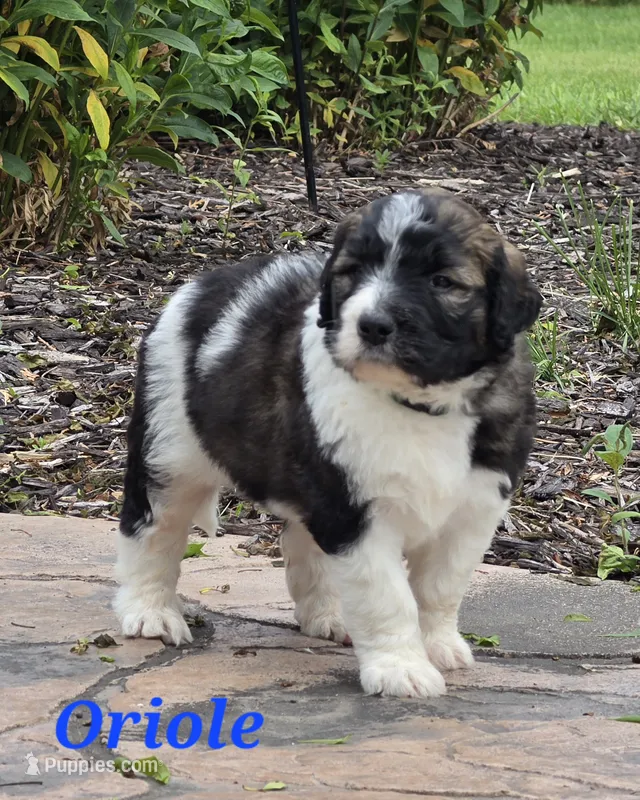 Oriole  – Saint Berdoodle puppy for sale in Kewaunee, WI