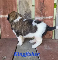 Kingfisher , a male Saint Berdoodle for sale in Kewaunee, WI – 3 of 8