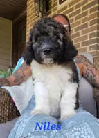 Niles, a male Goldendoodle for sale in Kewaunee, WI – 3 of 9