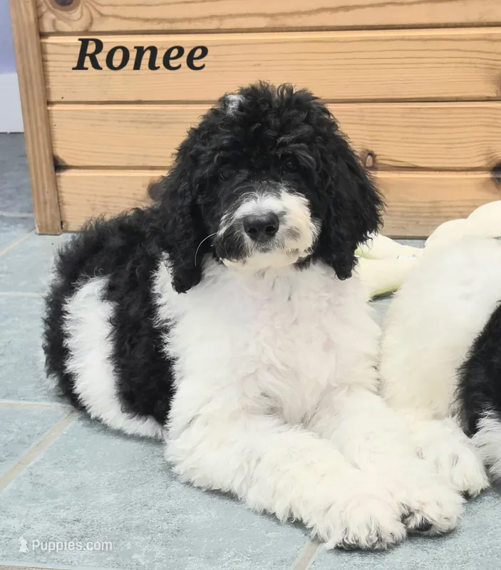 Ronee – Goldendoodle puppy for sale in Kewaunee, WI